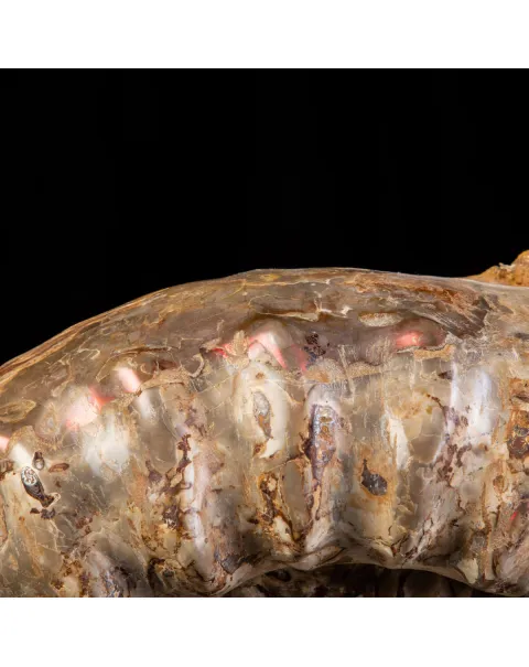 Fossile di Ammonite Kranosphinctes Giurassica dal Madagascar.