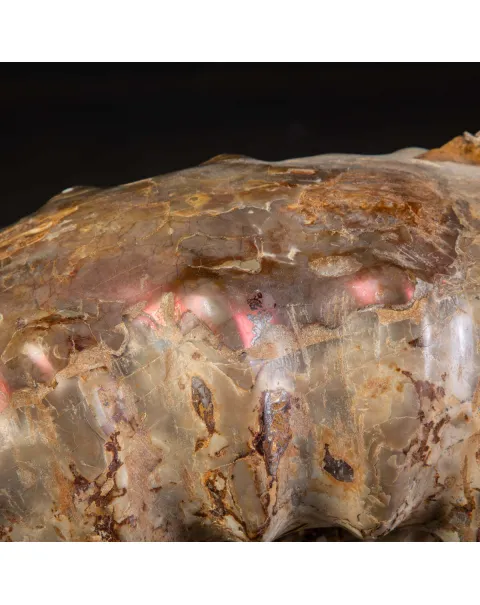 Fossile di Ammonite Kranosphinctes Giurassica dal Madagascar.