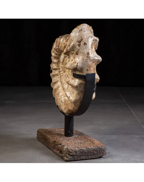 Fossile di Ammonite Kranosphinctes Giurassica dal Madagascar.