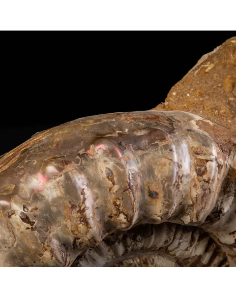Fossile di Ammonite Kranosphinctes Giurassica dal Madagascar.