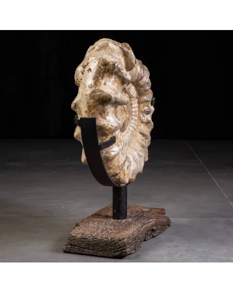 Fossile di Ammonite Kranosphinctes Giurassica dal Madagascar.