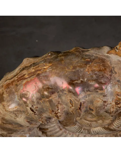 Fossile di Ammonite Kranosphinctes Giurassica dal Madagascar.