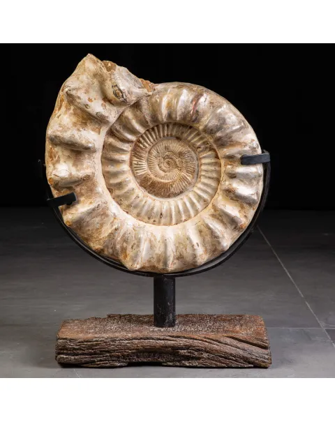 Fossile di Ammonite Kranosphinctes Giurassica dal Madagascar.