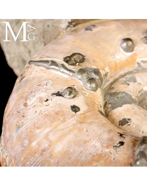 Rara Ammonite Lytoceras Opalescente con Cristalli di Pirite.