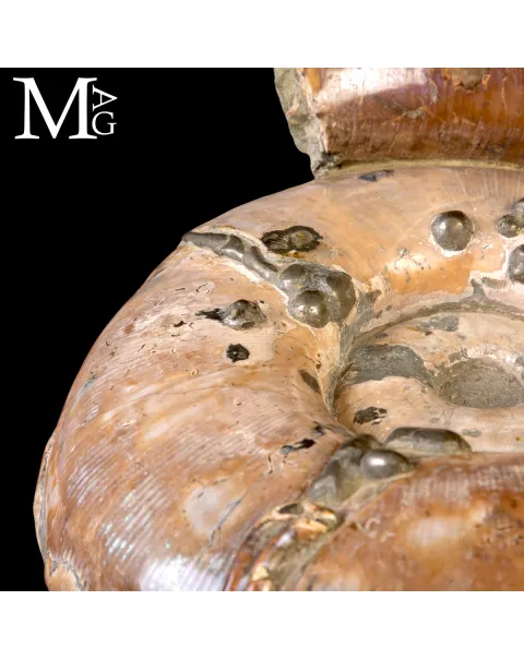 Rara Ammonite Lytoceras Opalescente con Cristalli di Pirite.