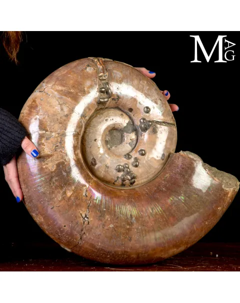 Rara Ammonite Lytoceras Opalescente con Cristalli di Pirite.