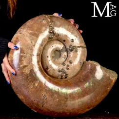 Ammoniti Lytoceras (34)