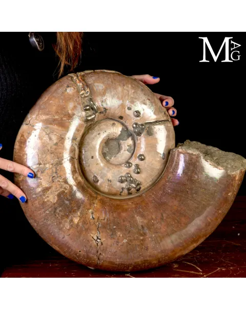 Rara Ammonite Lytoceras Opalescente con Cristalli di Pirite.