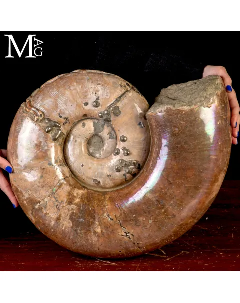 Rara Ammonite Lytoceras Opalescente con Cristalli di Pirite.