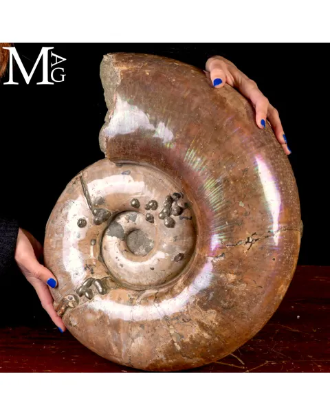 Rara Ammonite Lytoceras Opalescente con Cristalli di Pirite.
