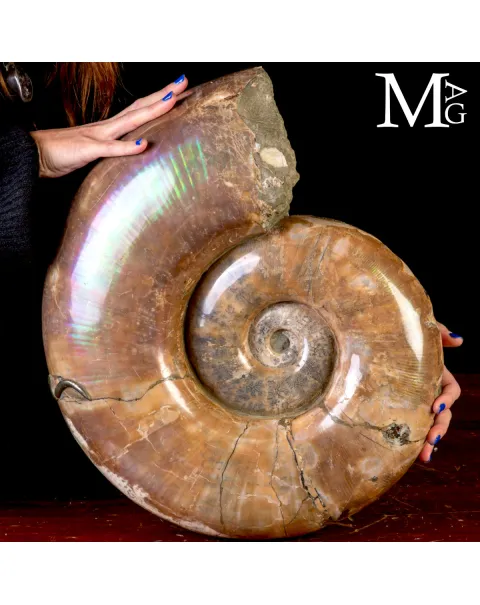 Rara Ammonite Lytoceras Opalescente con Cristalli di Pirite.