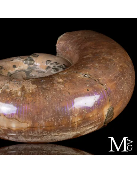 Rara Ammonite Lytoceras Opalescente con Cristalli di Pirite.