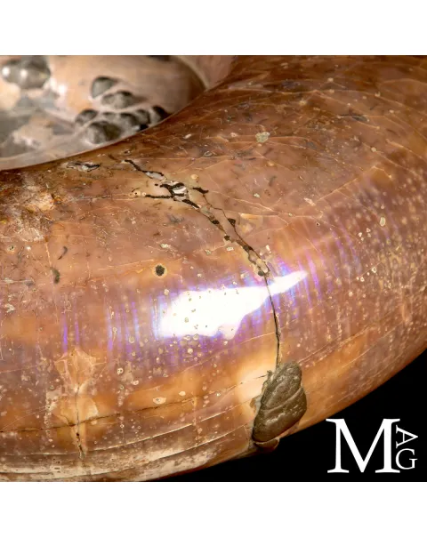 Rara Ammonite Lytoceras Opalescente con Cristalli di Pirite.