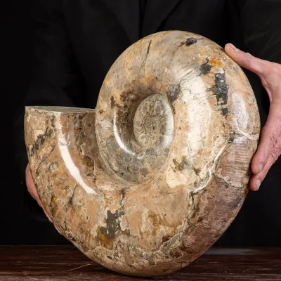Ammonite Fossile Lytoceras dal Madagascar.