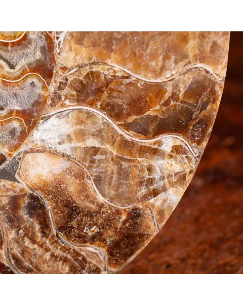 Ammonite Cleoniceras del Madagascar Sezionata: Un Tesoro del Periodo Albiano.