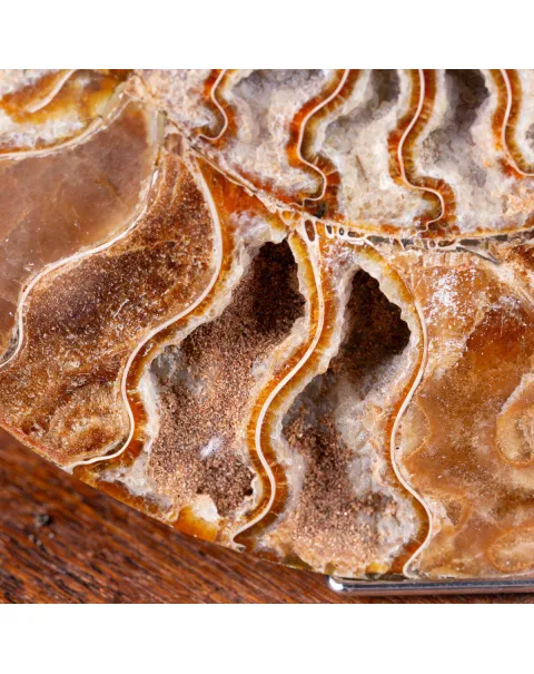 Ammonite Cleoniceras del Madagascar Sezionata: Un Tesoro del Periodo Albiano.