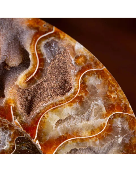 Ammonite Cleoniceras del Madagascar Sezionata: Un Tesoro del Periodo Albiano.