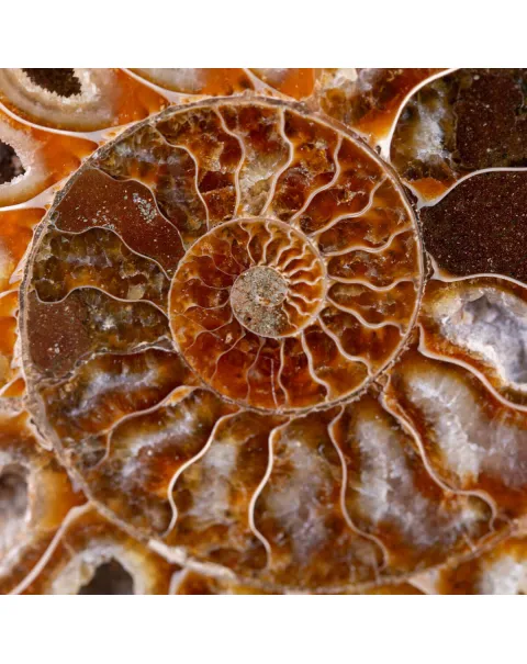 Ammonite Cleoniceras del Madagascar Sezionata: Un Tesoro del Periodo Albiano.