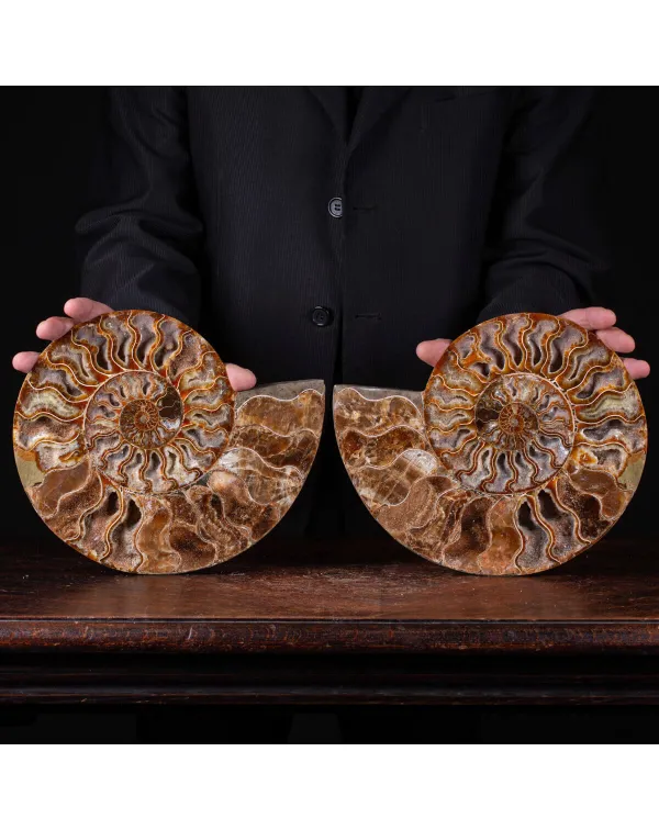 Ammonite Cleoniceras del Madagascar Sezionata: Un ...