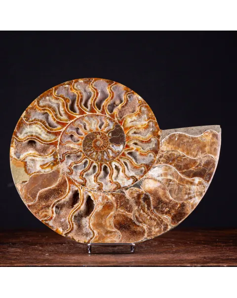 Ammonite Cleoniceras del Madagascar Sezionata: Un Tesoro del Periodo Albiano.