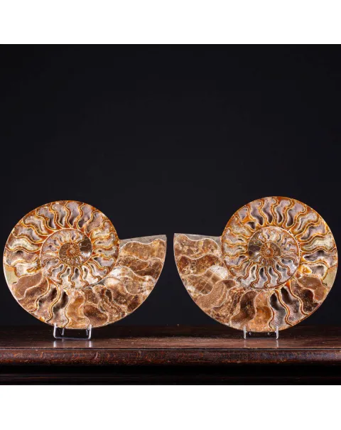 Ammonite Cleoniceras del Madagascar Sezionata: Un Tesoro del Periodo Albiano.