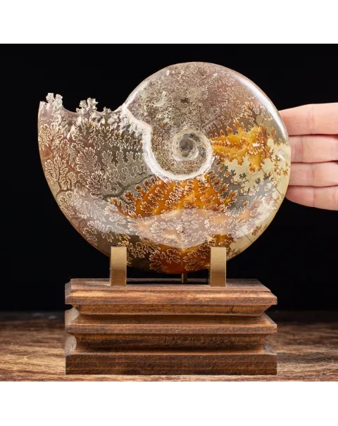Ammonite Cleoniceras