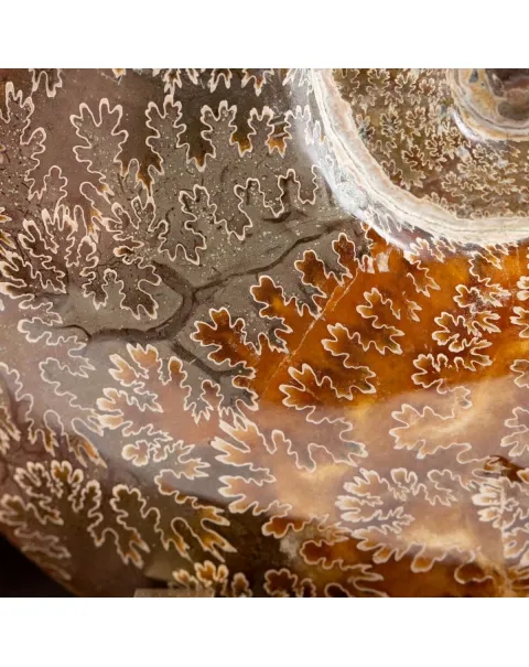 Ammonite Cleoniceras