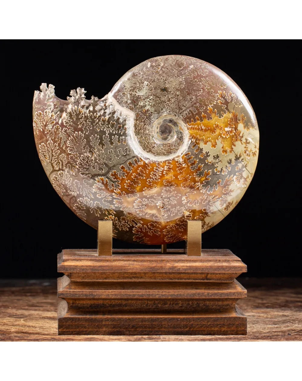 Ammonite Cleoniceras
