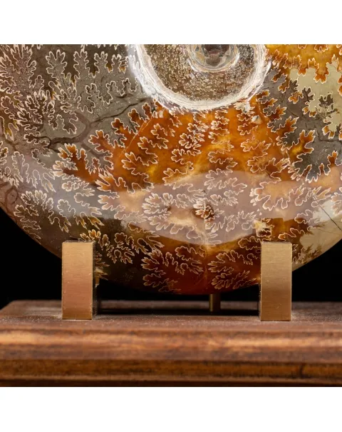 Ammonite Cleoniceras