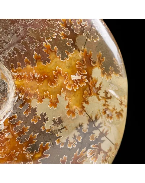 Ammonite Cleoniceras