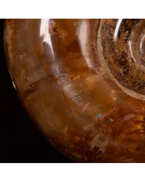 Ammonite Lytoceras Fimbriatum su Base di Legno e Ottone.