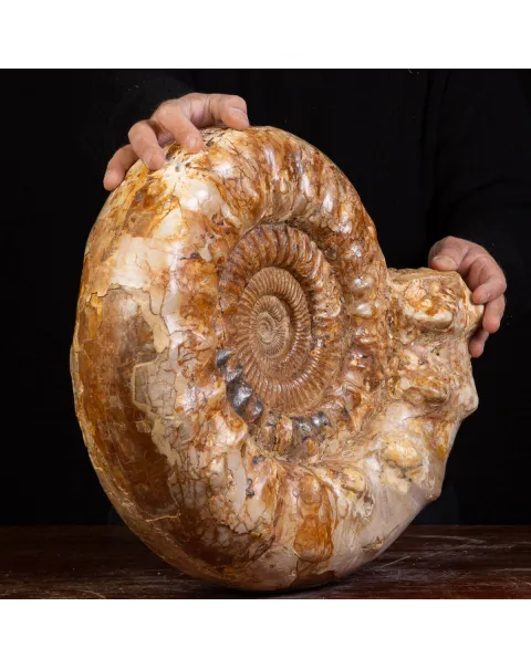 Ammonite Kranaosphinctes sp.: Un Tesoro di 110 Milioni di Anni.