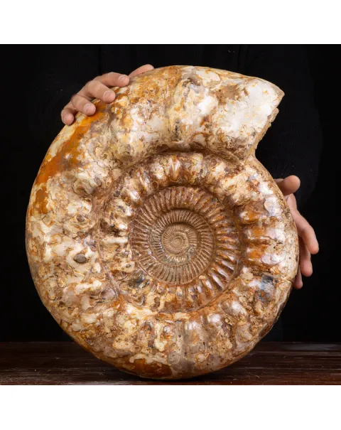 Ammonite Kranaosphinctes sp.: Un Tesoro di 110 Milioni di Anni.