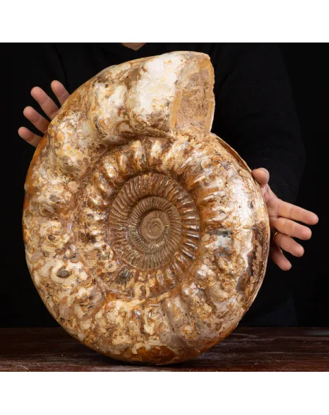 Ammonite Kranaosphinctes sp.: Un Tesoro di 110 Milioni di Anni.