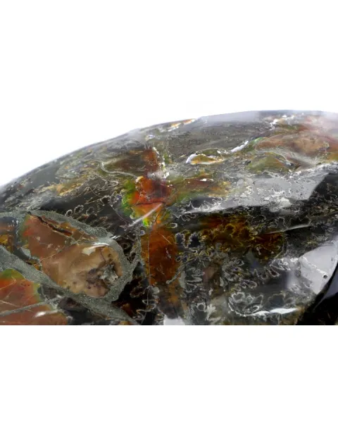 Ammonite Craspedodiscus Discofalcatus
