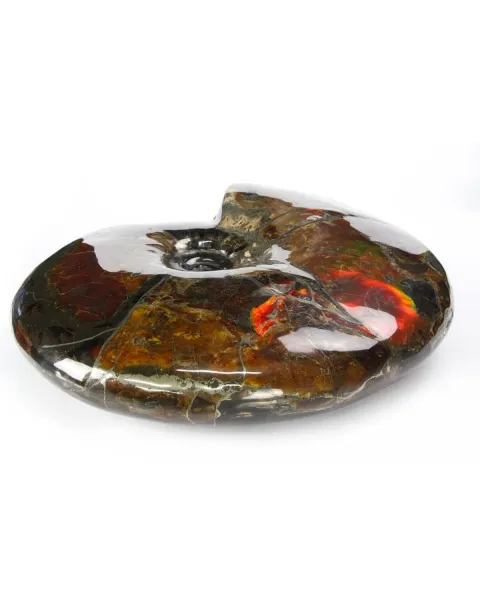 Ammonite Craspedodiscus Discofalcatus