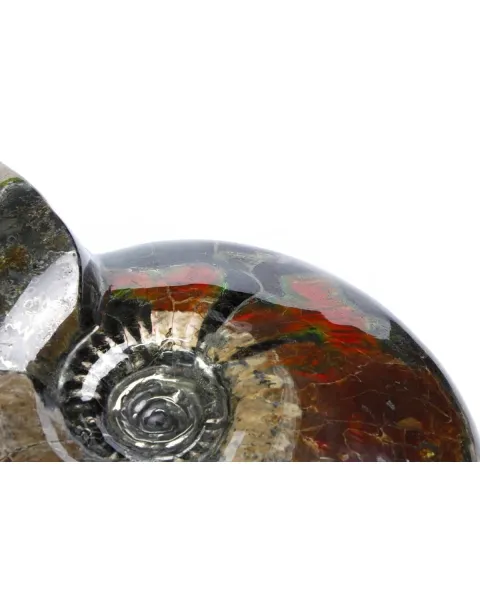 Ammonite Craspedodiscus Discofalcatus