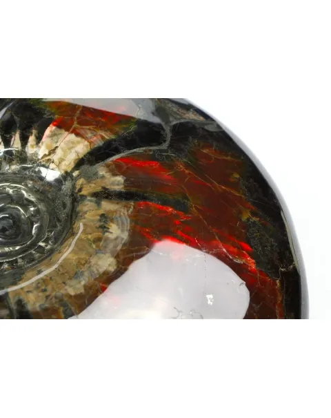 Ammonite Craspedodiscus Discofalcatus