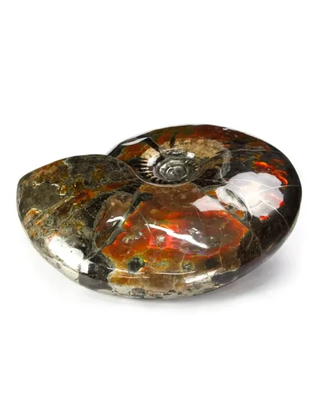 Ammonite Craspedodiscus Discofalcatus