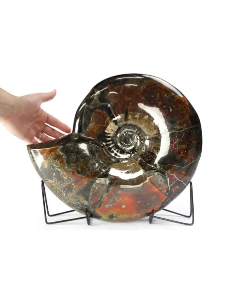 Ammonite Craspedodiscus Discofalcatus