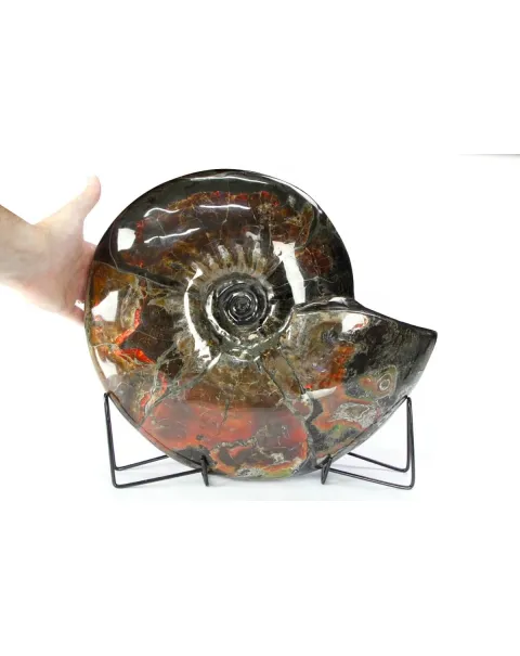 Ammonite Craspedodiscus Discofalcatus