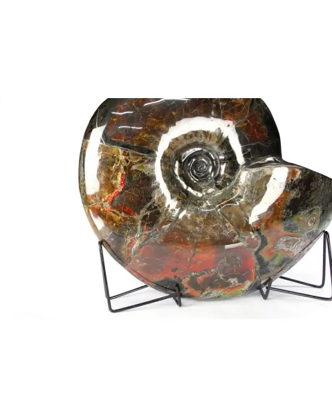 Ammonite Craspedodiscus Discofalcatus
