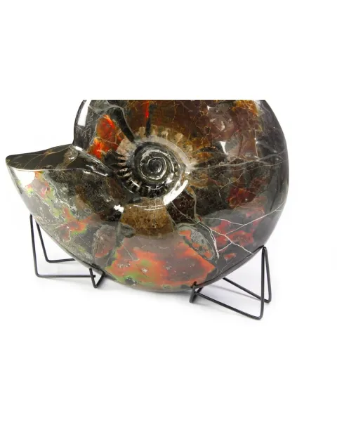 Ammonite Craspedodiscus Discofalcatus