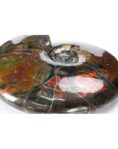 Ammonite Craspedodiscus Discofalcatus