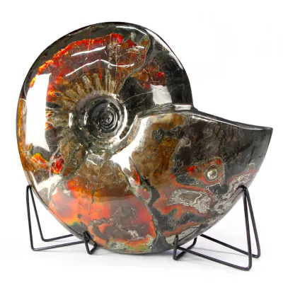 Ammonite Craspedodiscus Discofalcatus