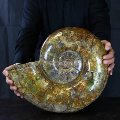 Ammonite Lytoceras