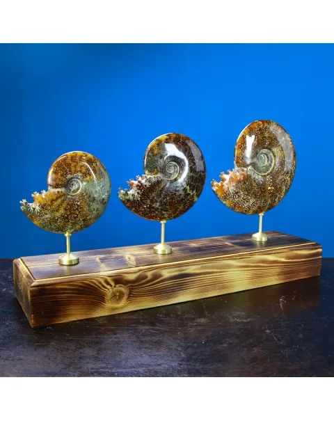 Ammonite Cleoniceras Composizione