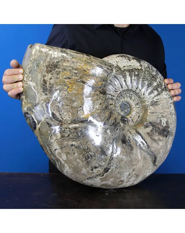 Ammonite Douvilleiceras Gigante