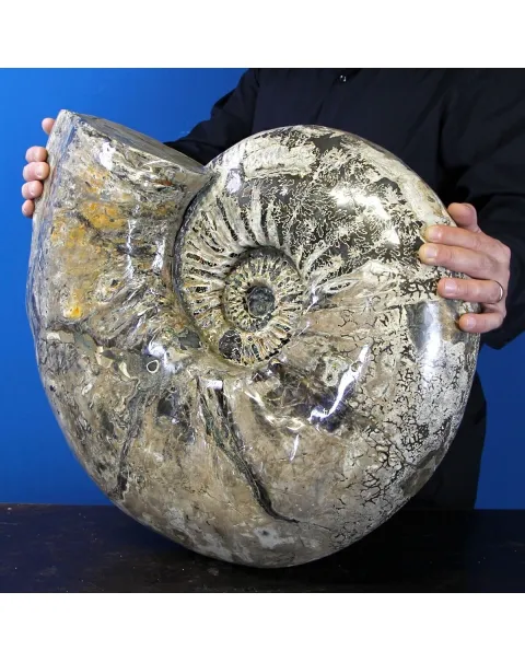 Ammonite Douvilleiceras Gigante