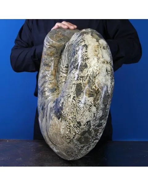 Ammonite Douvilleiceras Gigante